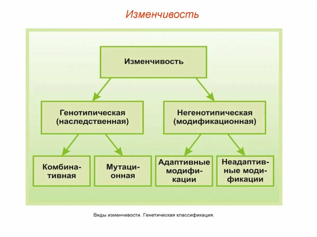 Изменение наследственной генетической информации. Типы наследственной изменчивости 10 класс. типы наследственной изменчивости 9 класс. типы наследственной изменчивости 9 класс биология. биология 10 кл модификационная изменчивость организмов.