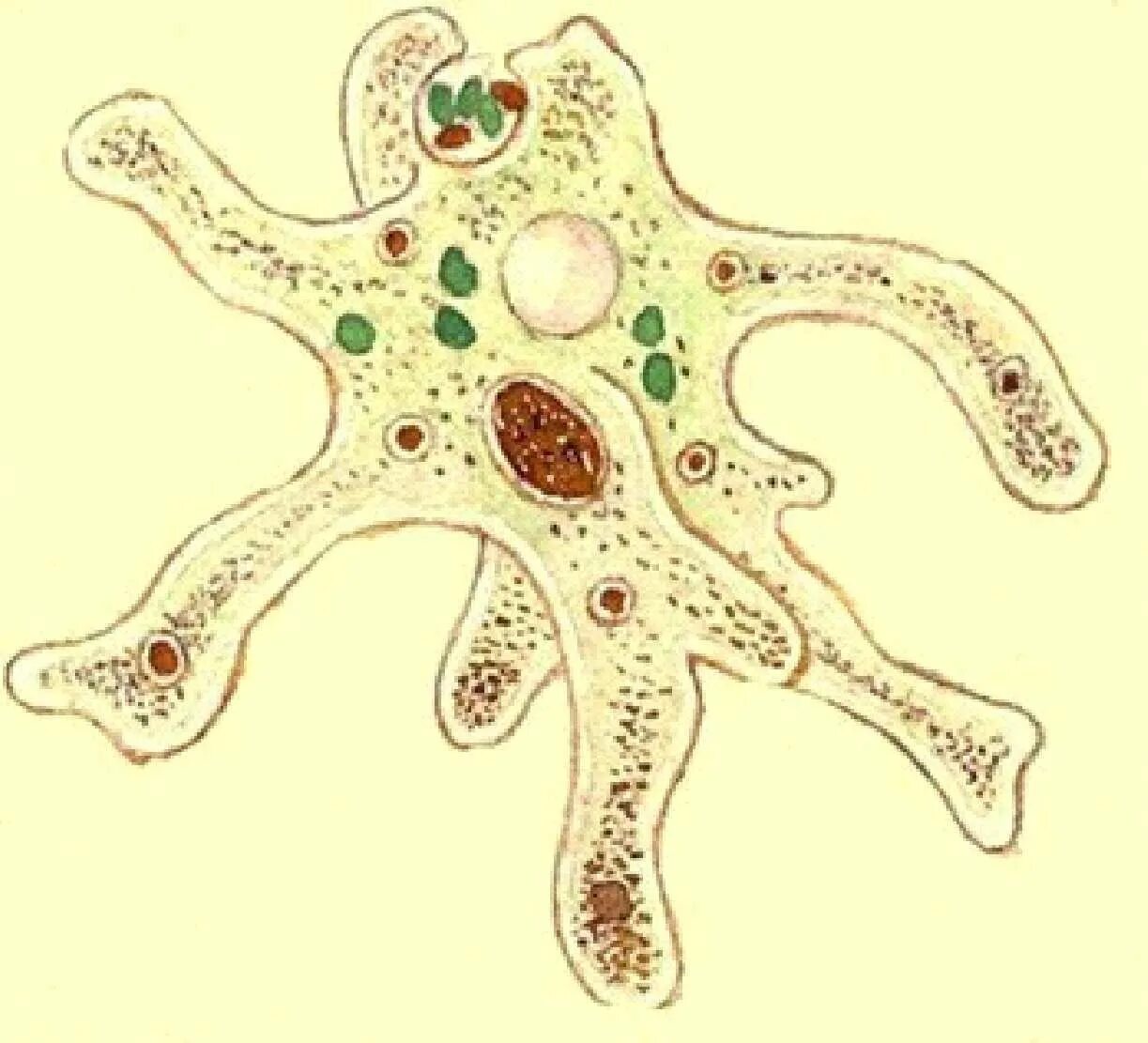 Амёба обыкновенная. Амёба Протей простейшие. Амеба Proteus. Митохондрия в амебе. Инфузория туфелька ложноножки