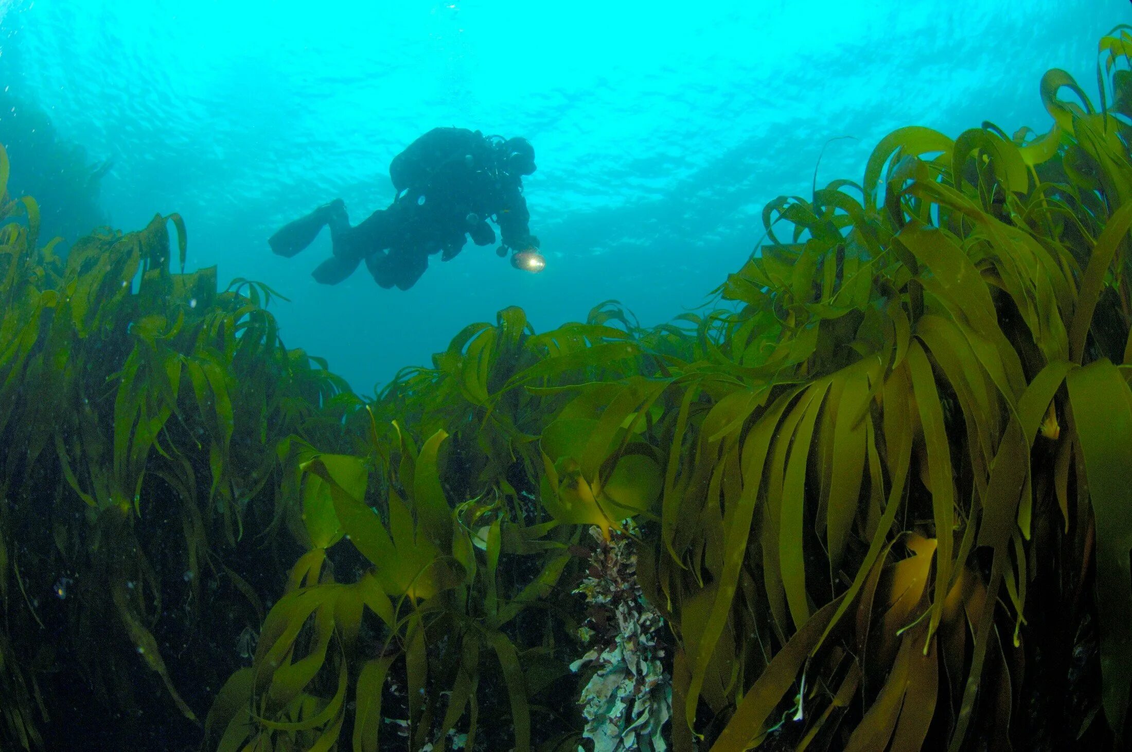Морская капуста ламинария в море. Морская капуста в Баренцевом море. Ламинария водоросли Охотское море. Бурые водоросли ламинария.
