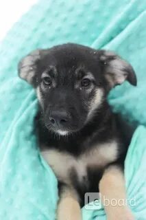 Щенок 9 месяцев