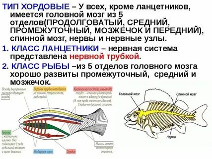 Какой тип нервной системы у хордовых