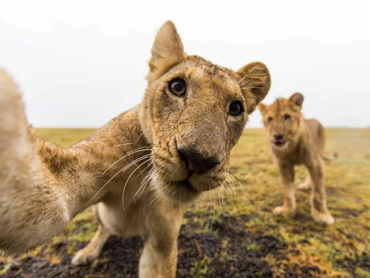 People and wildlife. Животные. Животные Африки. Веселые животные. Дикие животные Африки.