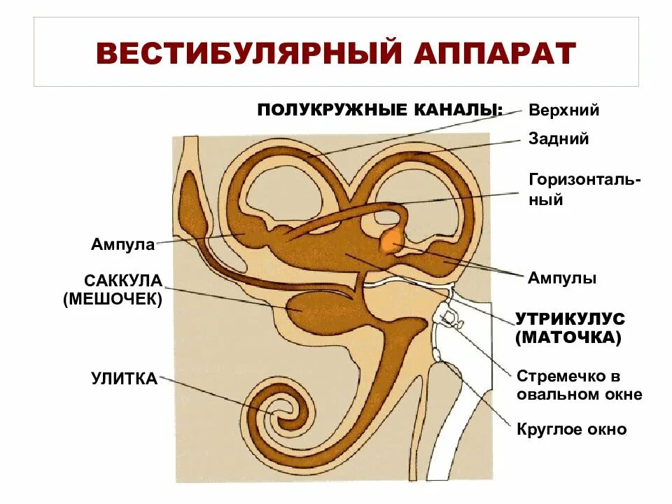 Слова вестибулярный аппарат. Вестибулярный аппарат внутреннего уха строение. Внутреннее ухо вестибулярный аппарат. Строение вестибулярного аппарата ампула. Внутреннее строение уха человека и вестибулярного аппарата.