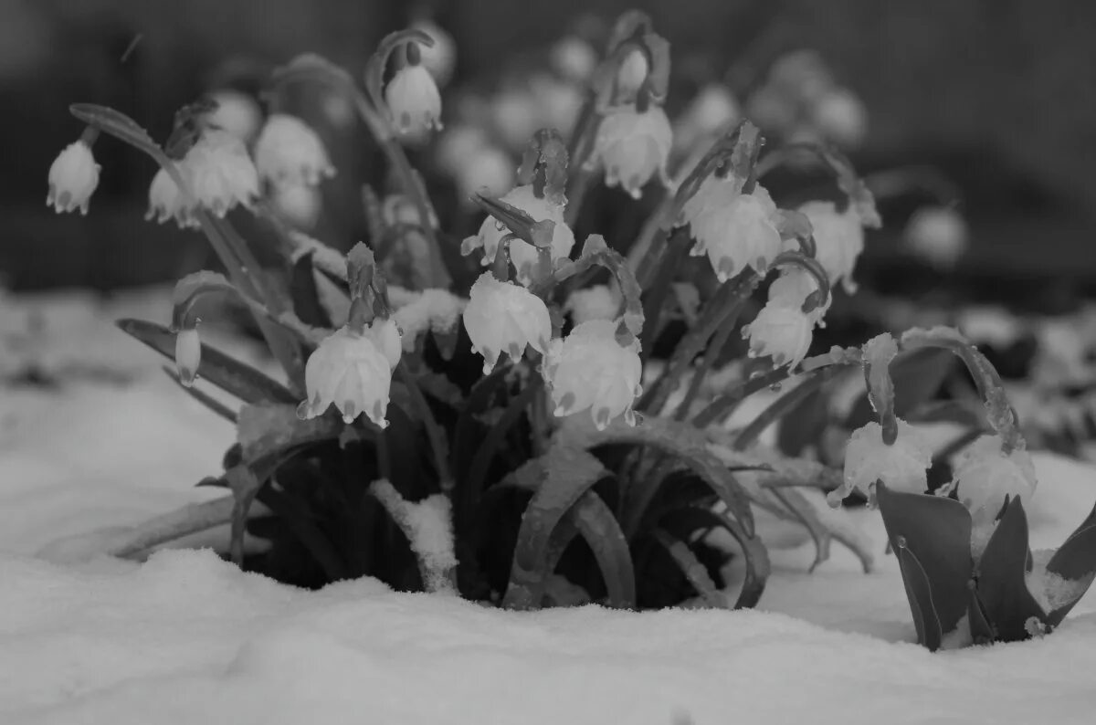 зимой черный весной