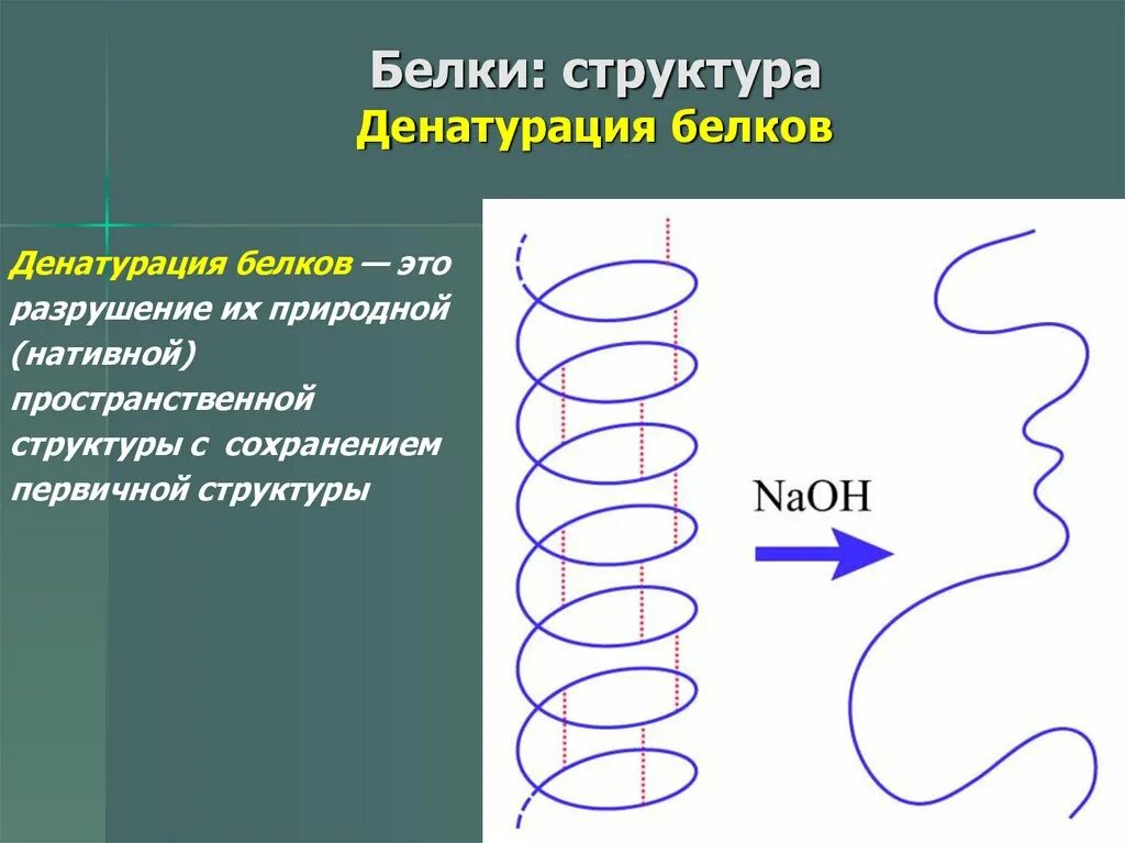 Разрушение структуры белка называется. Денатурация. денатурация белка. белки. структуры белков. денатурация белков.. денатурация первичной структуры белка.