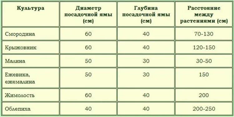 На каком расстоянии нужно сажать деревья. На каком расстоянии сажать смородину друг от друга. Посадка смородины расстояние между кустами. Расстояние между кустами черной смородины. Расстояние между кустами смородины.