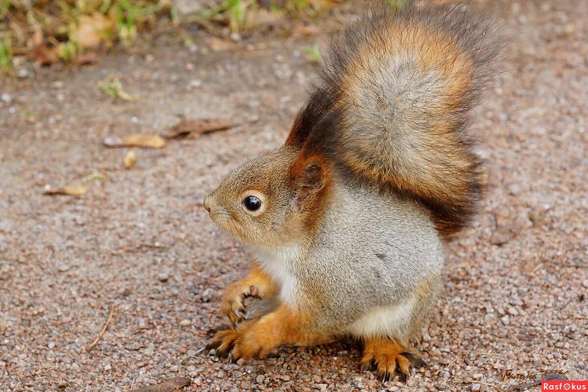 бельчата фото. фотография белки. животные леса. белка ест с руки. голова белочки.