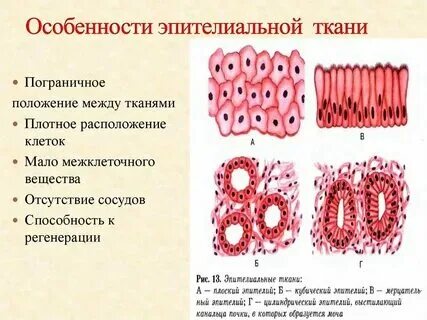 Особенности строения клеток эпителиальных тканей человека - кратко о строении кл