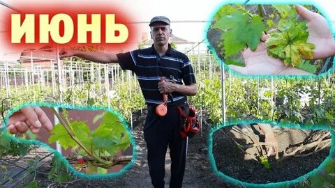 Алверцян виноград