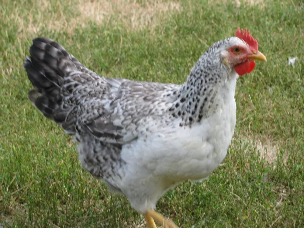 куры барковская барвистая. серебристо-полосатый дикий тип борковская барвистая. борковская барвистая. куры породы борковская барвистая. барковская барвистая порода.