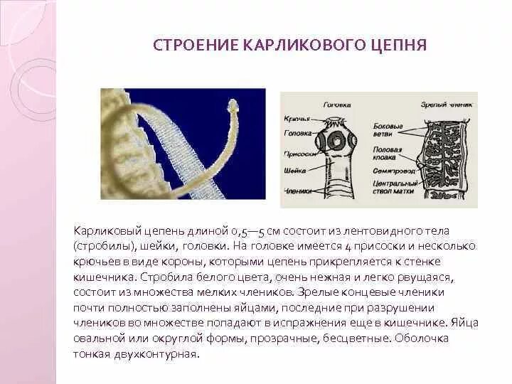 Гименолепидоз карликовый цепень. Карликовый цепень (Hymenolepis Nana). Половозрелая особь карликового цепня. Морфология карликового цепня. Карликовый цепень строение