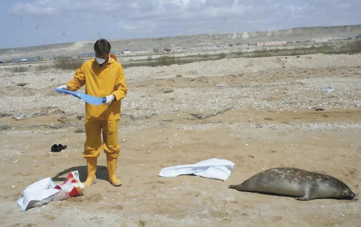 Проблемы каспийского моря. Экологические проблемы морей. Проблемы каспийского моря. Экологические проблемы каспия. Каспийское озеро экологические проблемы.