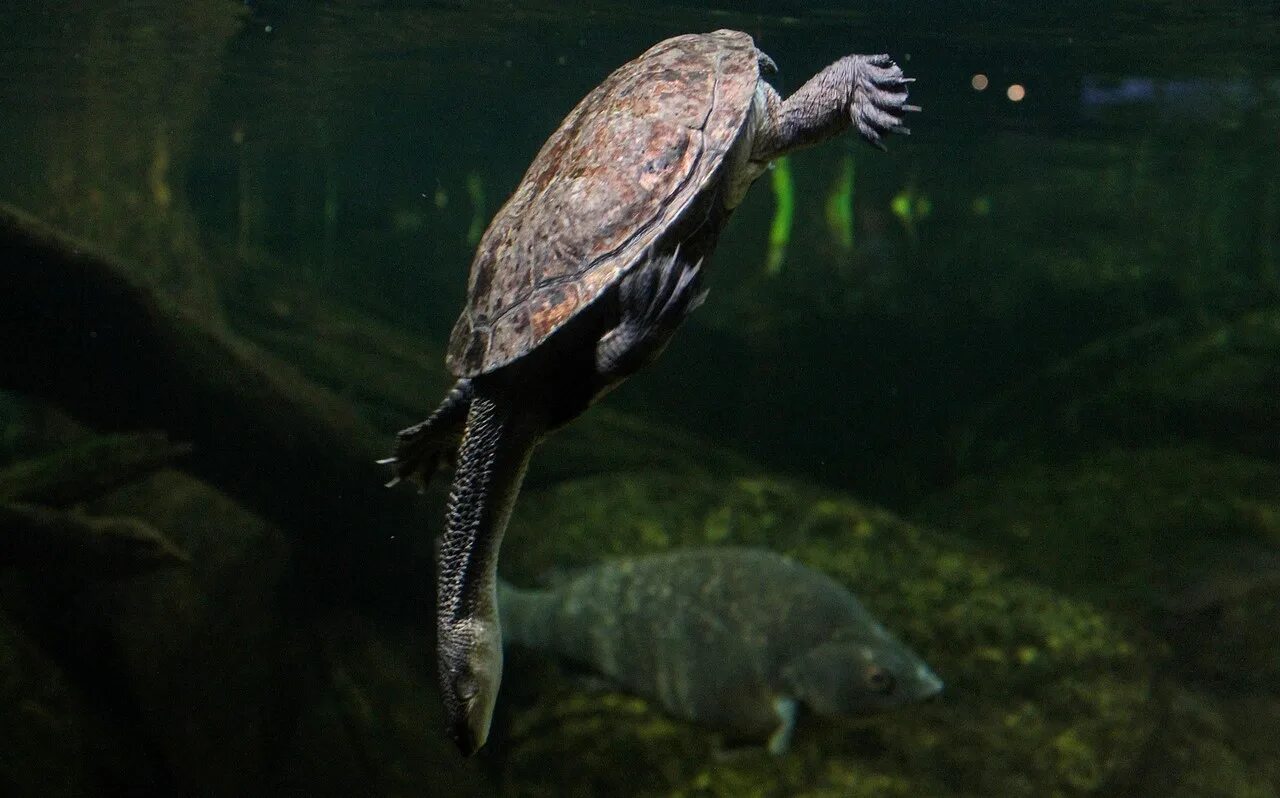 черепахи хордовые. черепахи хордовые. черепахи хордовые. морская черепаха бисса. черепаха реки мэри.