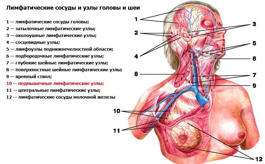 Болят лимфоузлы под челюстью причины. Лимфоидные узлы головы и шеи. поднижнечелюстные лимфоузлы размеры. подчелюстные и шейные лимфатические узлы. поверхностные шейные лимфатические узлы.