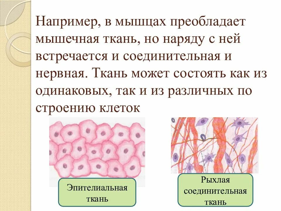 Соединительная мышца. Эпителиальная и соединительная ткань. Эпителиальная ткань и соединительная ткань строение. Ткани животных эпителиальная соединительная мышечная нервная. Строение и функции эпителиальной и соединительной ткани.