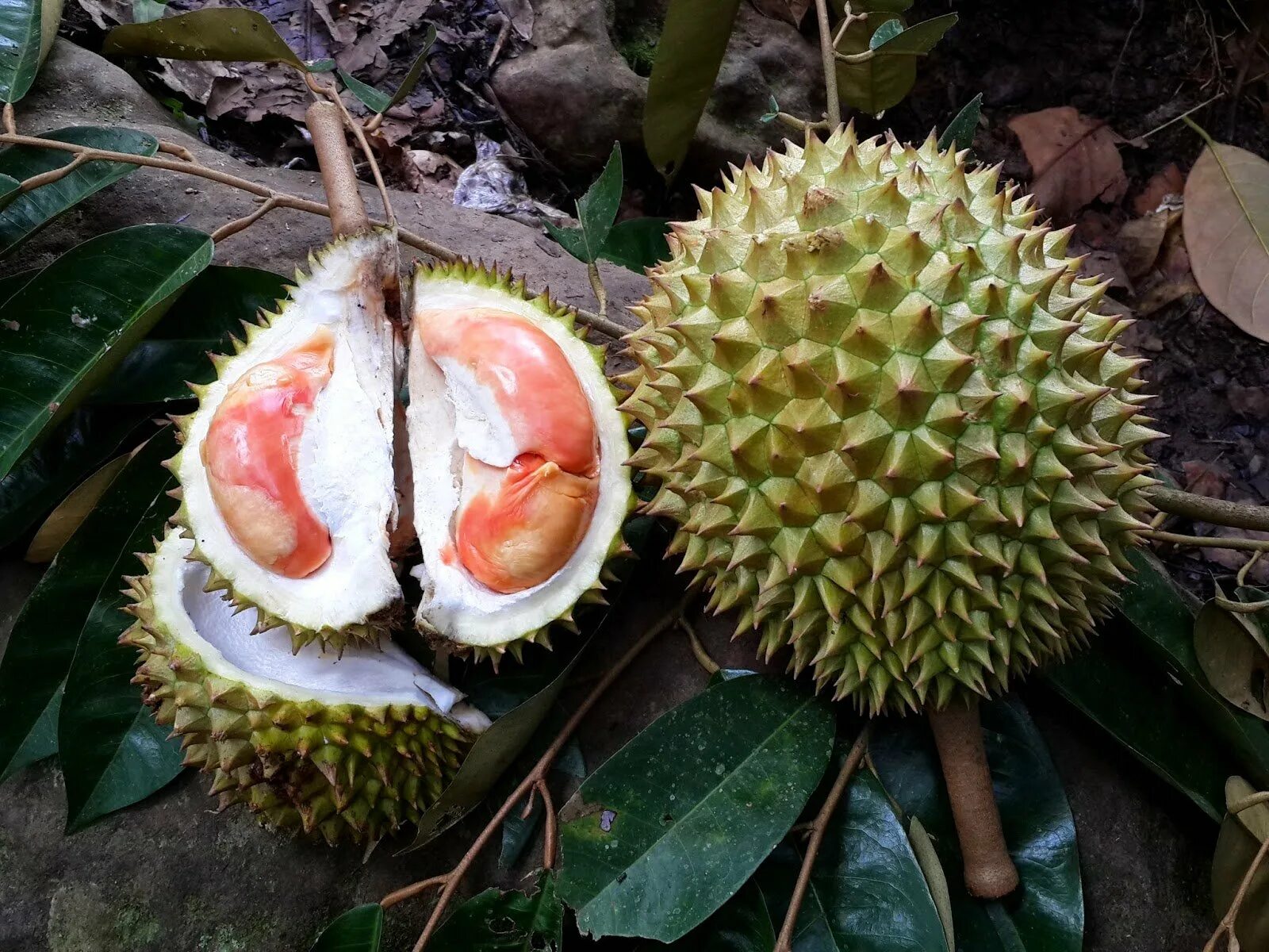Pin on gardener Durian, Durian tree, Exotic fruit