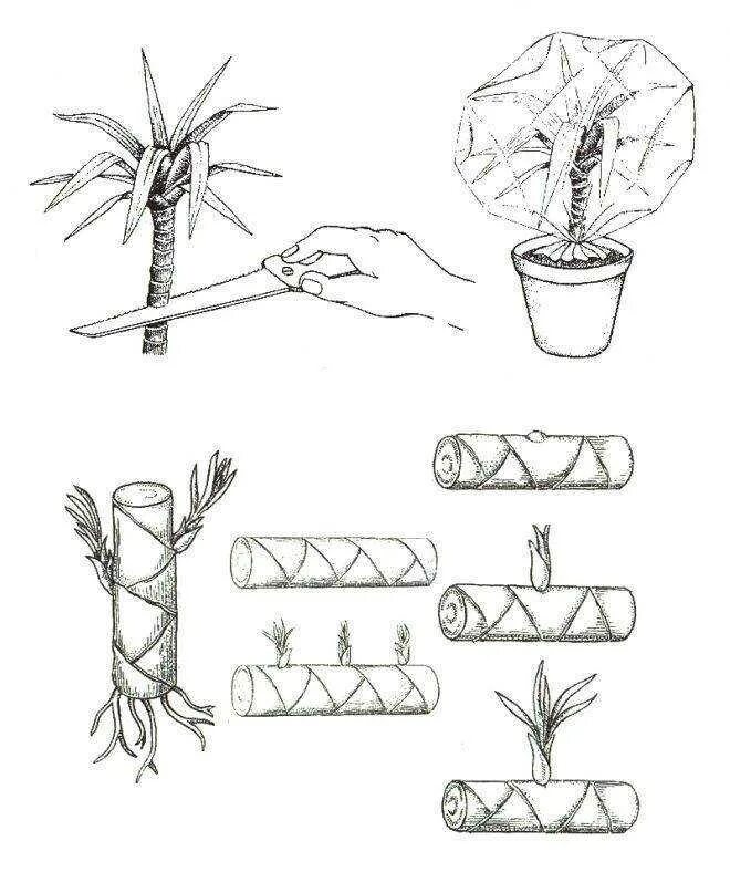 Драцена окаймленная черенкование. Пальма Драцена размножение. Драцена Маргината укоренение черенков. Пальма комнатная Драцена размножение. Размножение драцены черенками в домашних