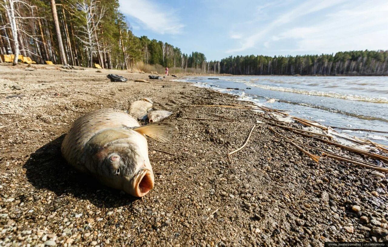 Загрязнение вод в челябинске миасс. Природные ресурсы урала водные. Ресурсы урала урала. Ресурсы урала урала. Загрязнение вод в челябинске миасс.