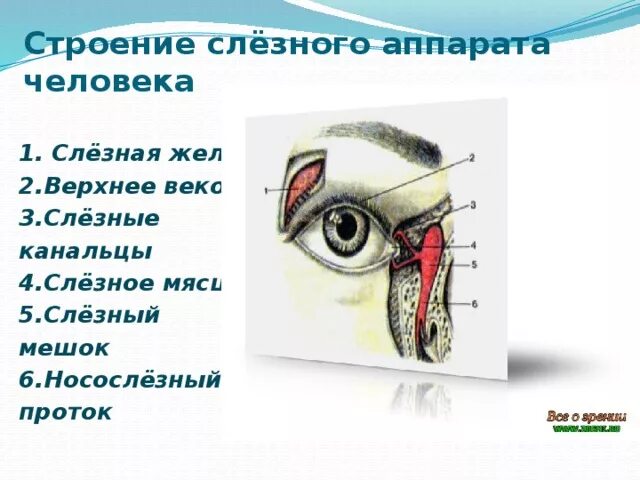 Строение глаза человека слезное мясцо. Строение слезного аппарата. Слезный аппарат глаза. Схема строения слезной системы.