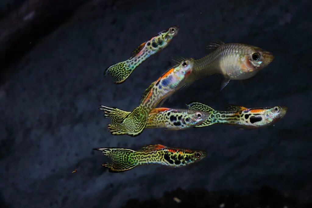 Гуппи эндлера тигровые. Гуппи эндлера венесуэла. Гуппи эндлера. Гуппи эндлера венесуэла. Гуппи эндлера самец.