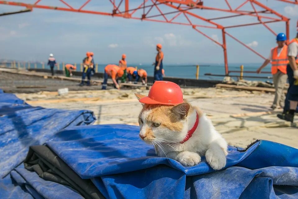 Талисман крымского моста. Кот мостик Крымский мост. Талисман Крымского моста кот мостик. Рыжий кот Крымского моста. Кот в каске Крымский мост.