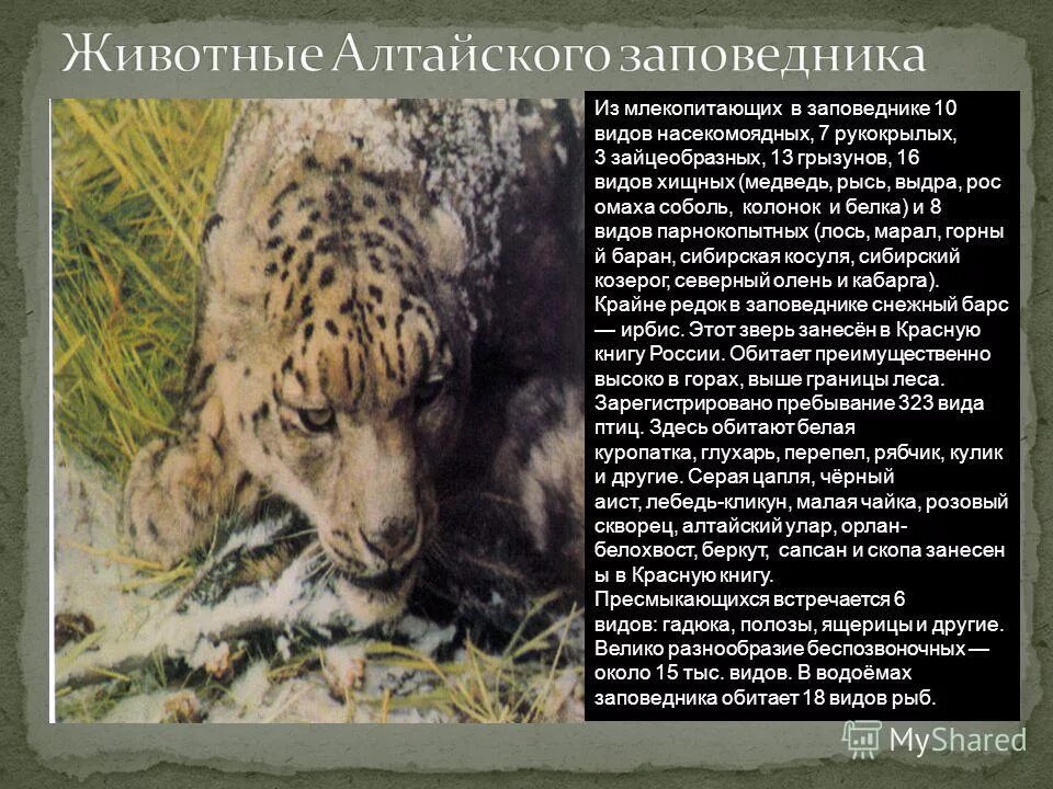 Алтайский заповедник проект 4 класс окружающий мир Алтайский заповедник География Презентации