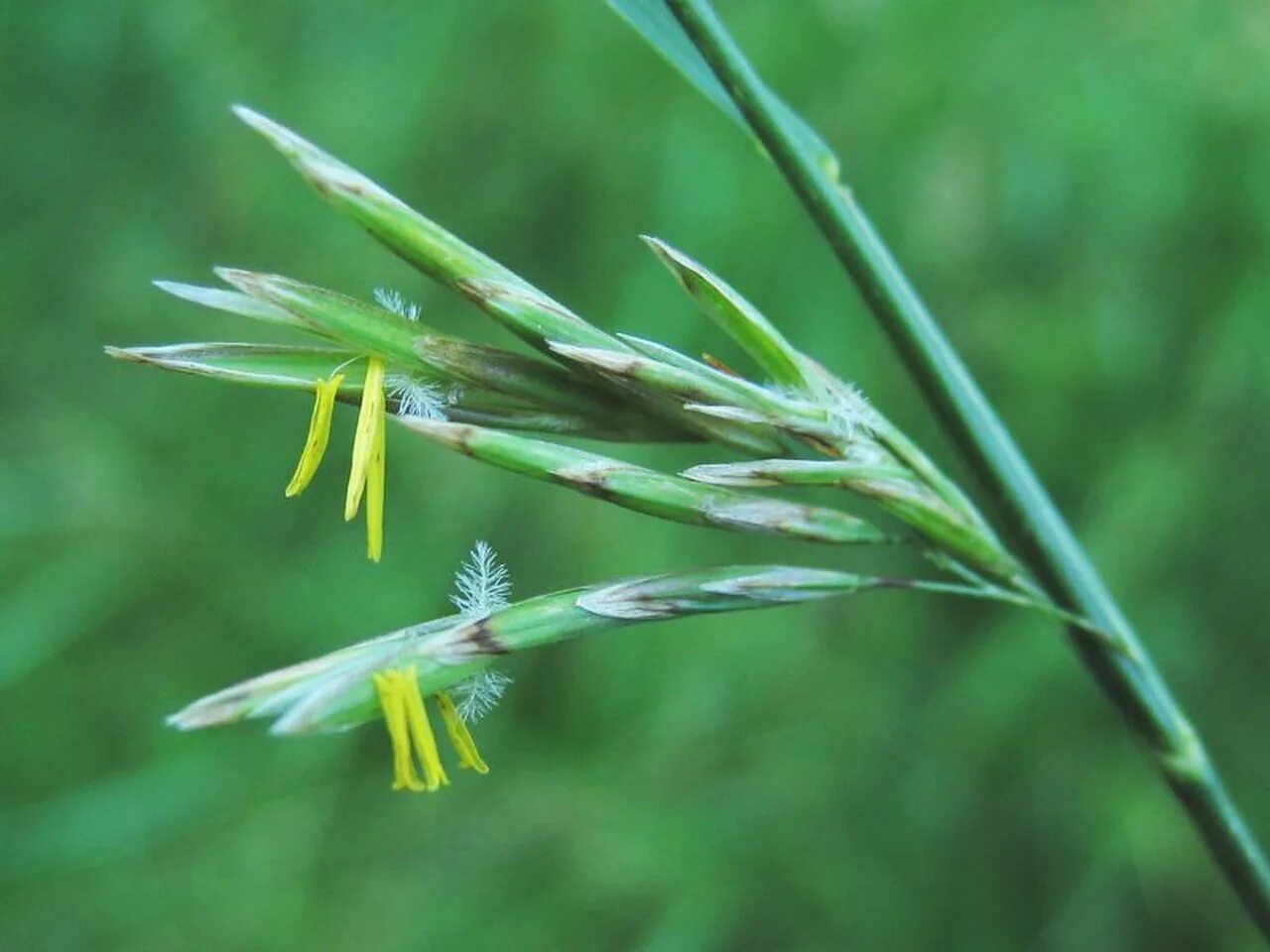 Костер полевой. Костёр безостый – Bromus inermis Leyss. Кострец безостый (Bromus inermis Leyss. Кострец (костер) безостый.. Костёр ржаной (Bromus secalinus).