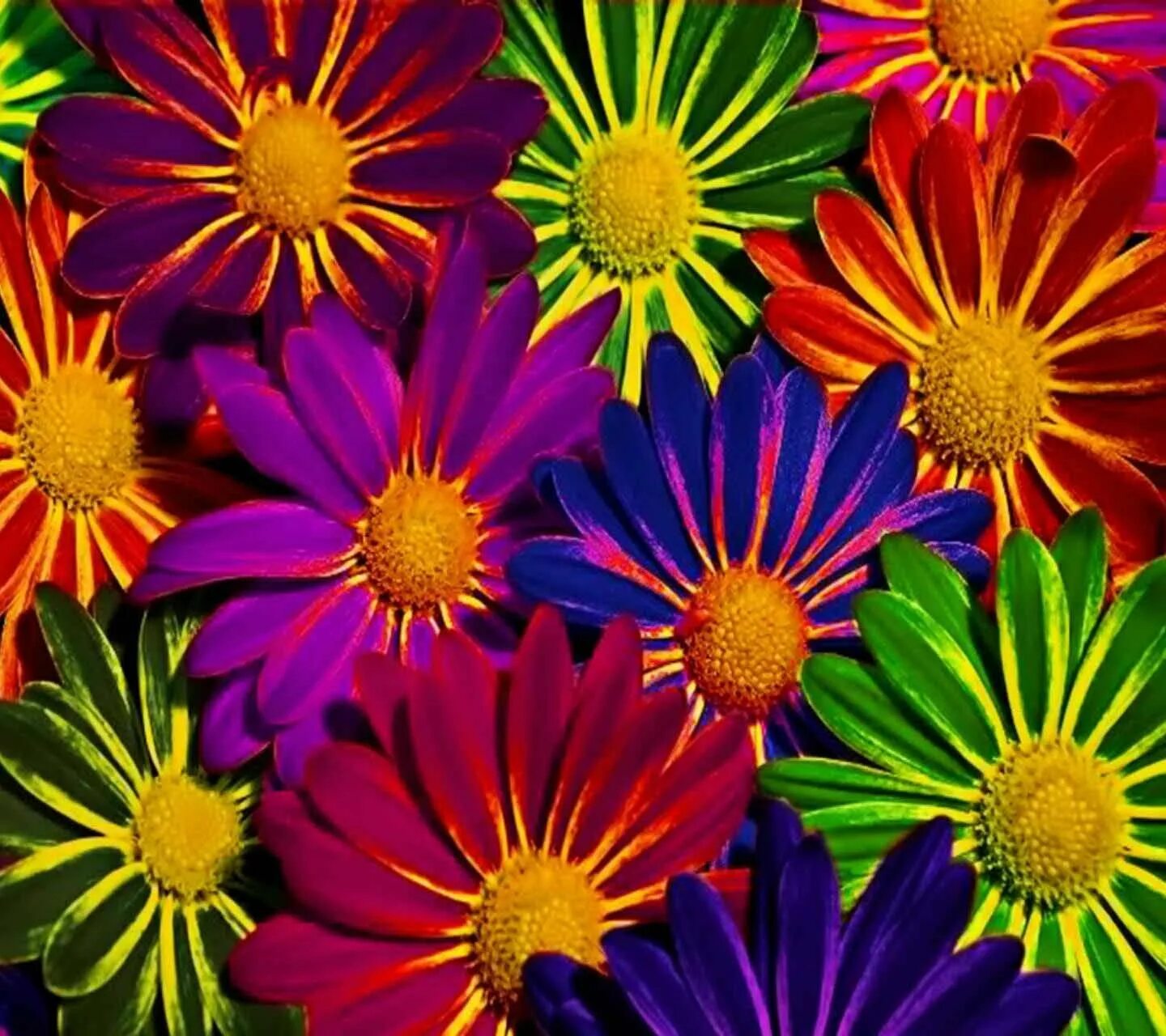 Цветной май. Цветные цветы. Цветы мелкие разноцветные. Мелкие разноцветные цветочки. Цветы которые маленькие разноцветные.