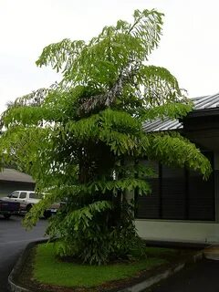 Кариот