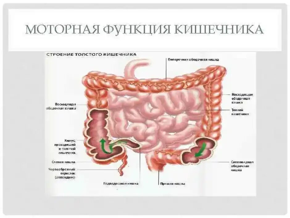 Двенадцатиперстная тощая подвздошная кишка. Ободочная толстая кишка анатомия. Строение подвздошной тонкой кишки. Схема строения тонкого кишечника. Тонкий кишечник строение и функции анатомия.