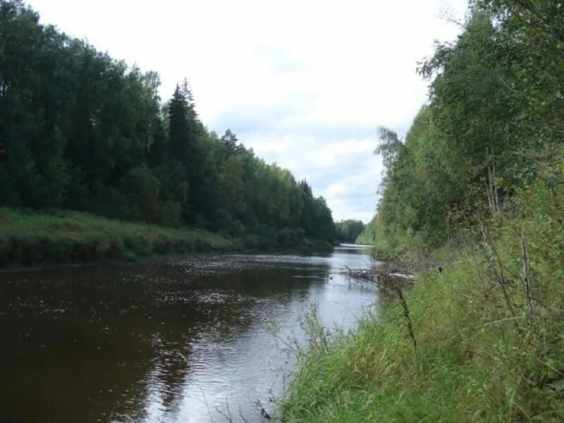 межа река в тверской области. река межа. река межа тверская область. река межа нелидово тверская область. река западная двина в тверской области.