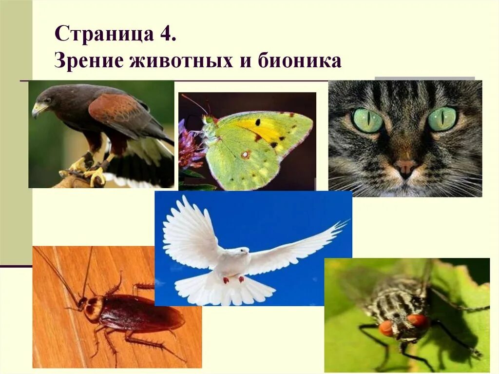 Бионика примеры животных. Бионика животных. зрение животных и бионика. бионика растения и животные.