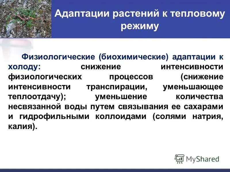 автономный процесс это. биологические ритмы. биологические ритмы. биологические ритмы. саморегуляция способность живых организмов обитающих.