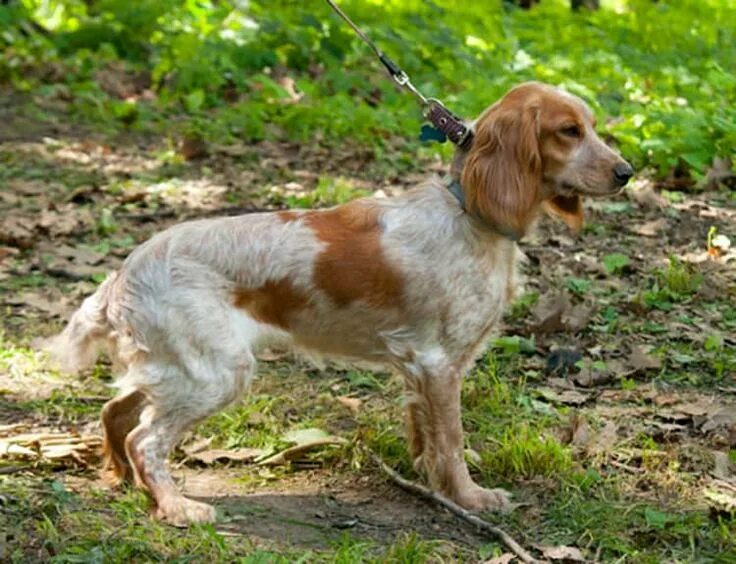 Стандарт русского охотничьего спаниеля. Кокер спаниель с хвостом. Кокер спаниель американский купированный. Кокер спаниель пегий. Английский кокер-спаниель.