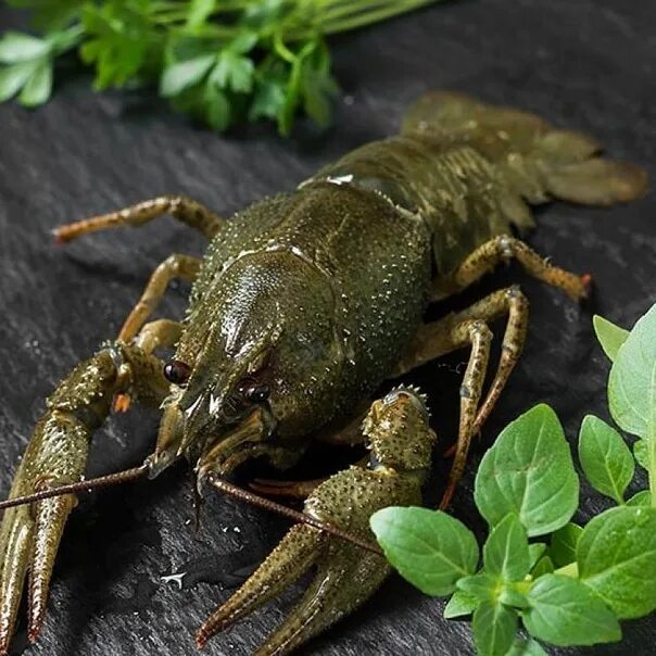 Раки во сне для женщины