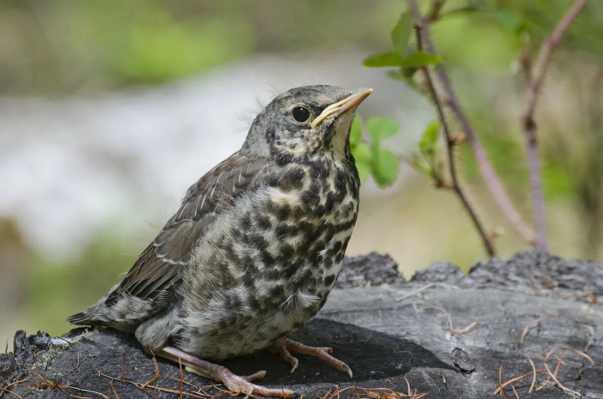 слеток дрозда рябинника. еловый дрозд. дрозды в солигорске. дрозды в солигорске. дрозды в солигорске.