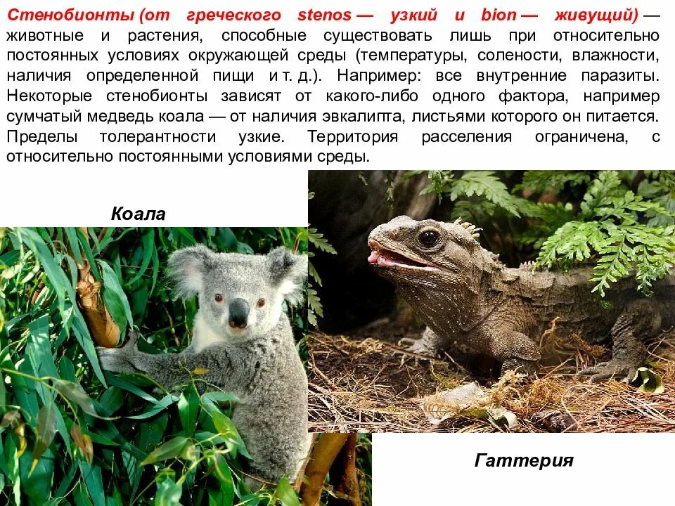 Экологические группы животных. Стенобионтные организмы. Мезофилы обитают в. Животные которые обитают в пониженной влажности. Животные обитающие в низкой влажности.