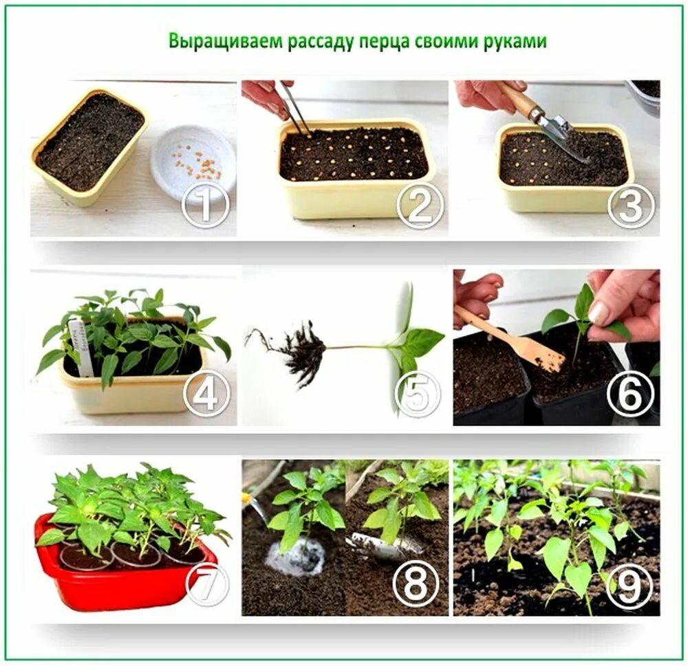 Рассада. Рассада с семенами. Выращиваем рассаду. Посадка перца на рассаду. Когда можно садить перцы 2024