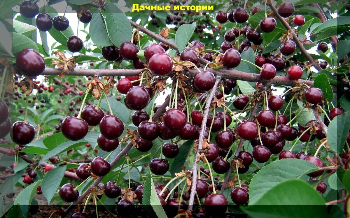 Черевишня дюк сорта. Черевишня дюк сорта