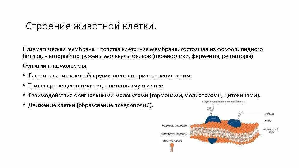 Клеточная мембрана это молекулярная структура впр физика. Клеточная плазматическая мембрана функции. Строение плазматической мембраны животной клетки. Плазматическая мембрана строение органоида. Строение плазматической мембраны.