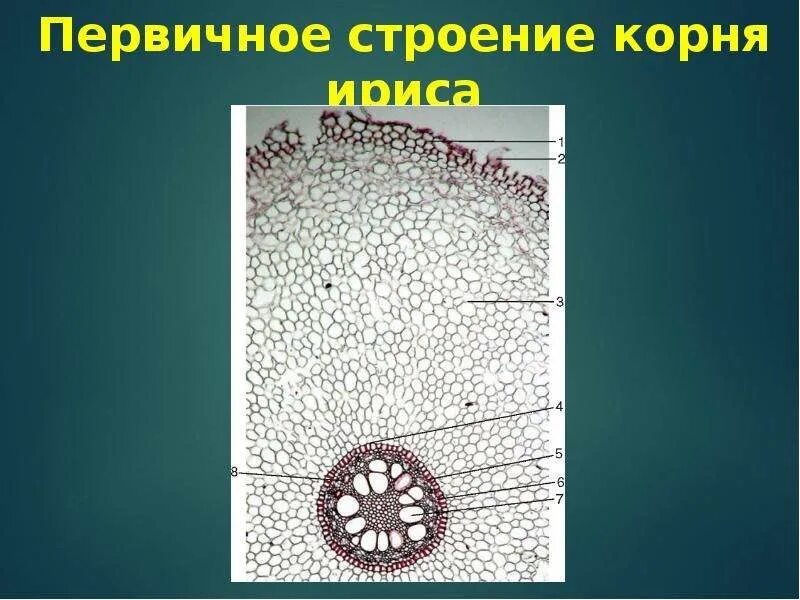 Поперечный срез корня ириса. Поперечный срез корнеплода микроскоп. Первичное Анатомическое строение корня ириса. Срез корня однодольного растения.