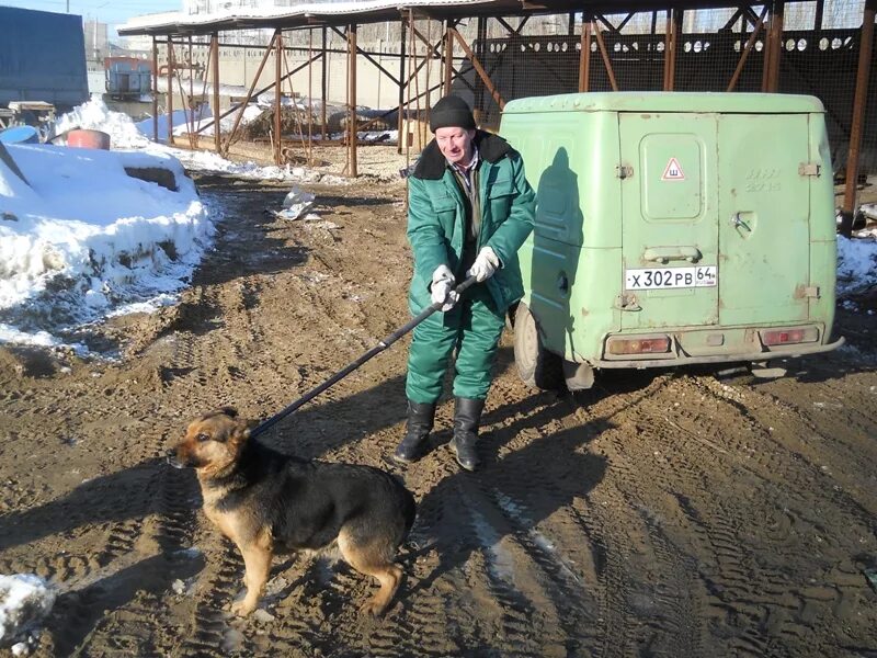 Служба отлова бездомных собак. Служба отлова бродячих собак. Служба отлова бездомных животных. Служба по отлову собак.