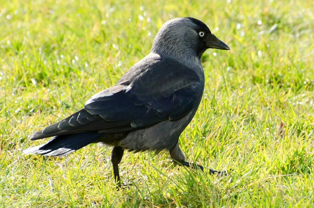 Галка обыкновенная ‒ corvus monedula. Синяя галка птица. Птица с серой шеей. Грач зимующая птица. Серая птица с черным ошейником.