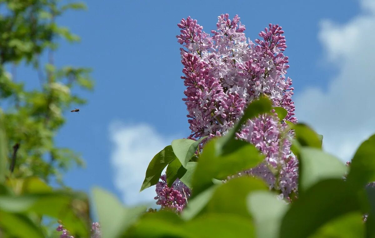 сирень под окном. куст сирени под окном песня. сирень у дома. куст сирени под окном песня. сирень жюль симон.