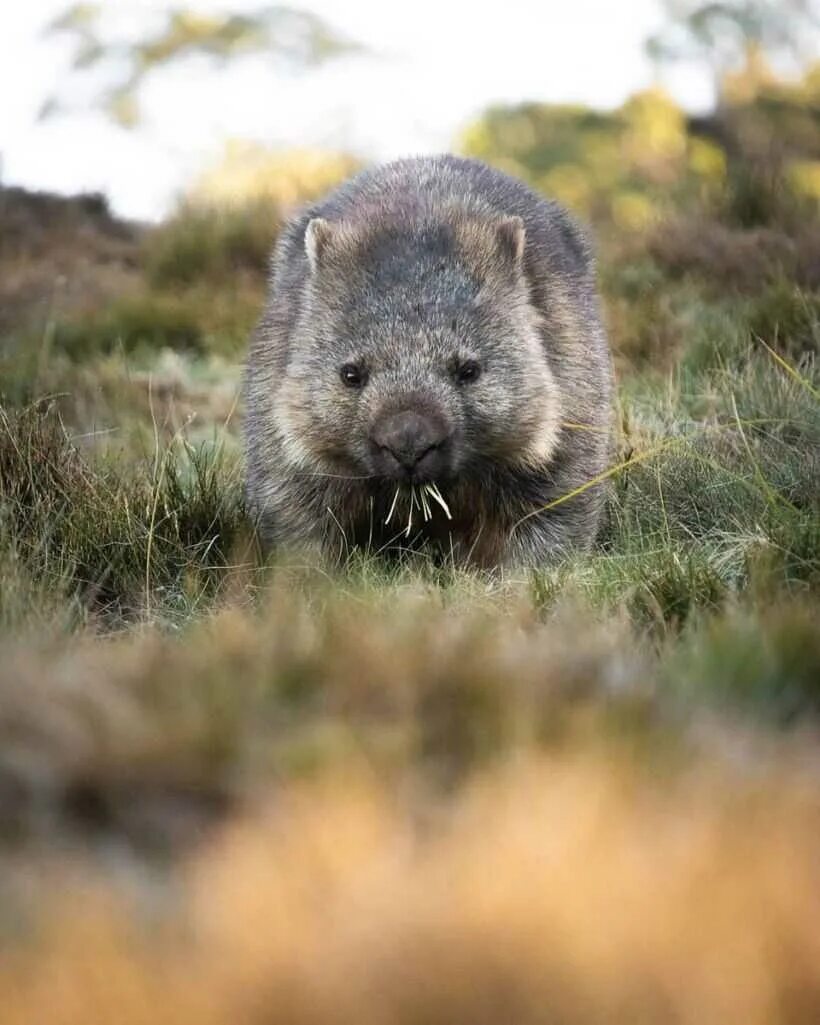 Wombat перевод. Шерстоносый вомбат. Вомбат в Австралии. Северный шерстоносый вомбат. Австралия зверек вомбат.