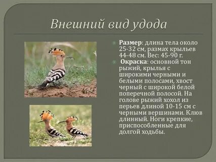 Удод обитание