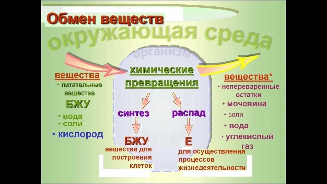 Общая схема обмена веществ в организме. Схема обменных процессов в организме. Обмен веществ и энергии в организме схема. Обмен веществ с окружающей средой.