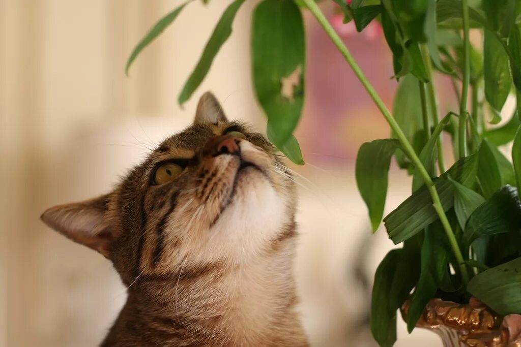 Кошки и комнатные растения. Домашние цветы и коты. Кошка и комнатные цветы. Кот ест комнатные растения. Цветы вредные для кошек