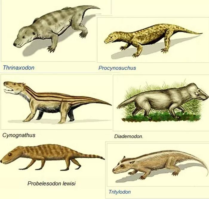 Цинодонты мезозоя. Цинодонты Триасового периода. Синапсиды цинодонты. Предки млекопитающих зверозубые ящеры.