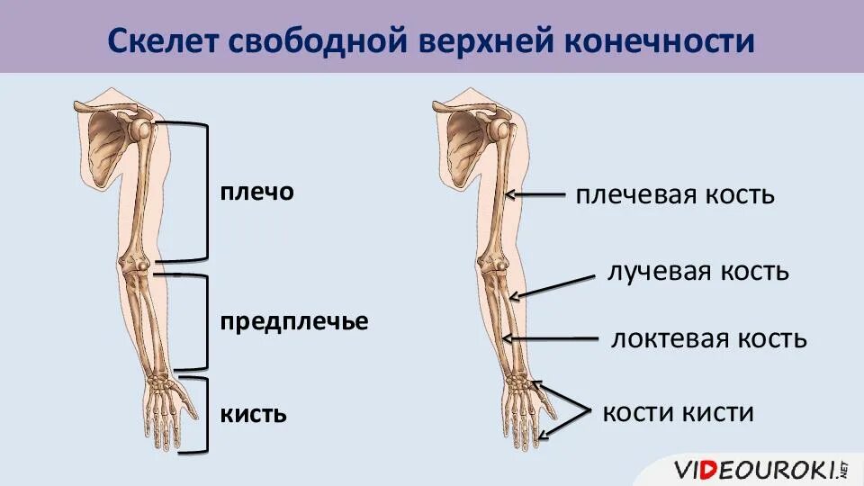 Части верхней конечности человека. Строение скелета верхней конечности человека анатомия. Скелет верхней конечности свободная конечность кисть предплечье. Кости пояса верхней конечности человека анатомия. Части плечевого пояса и свободной верхней конечности.